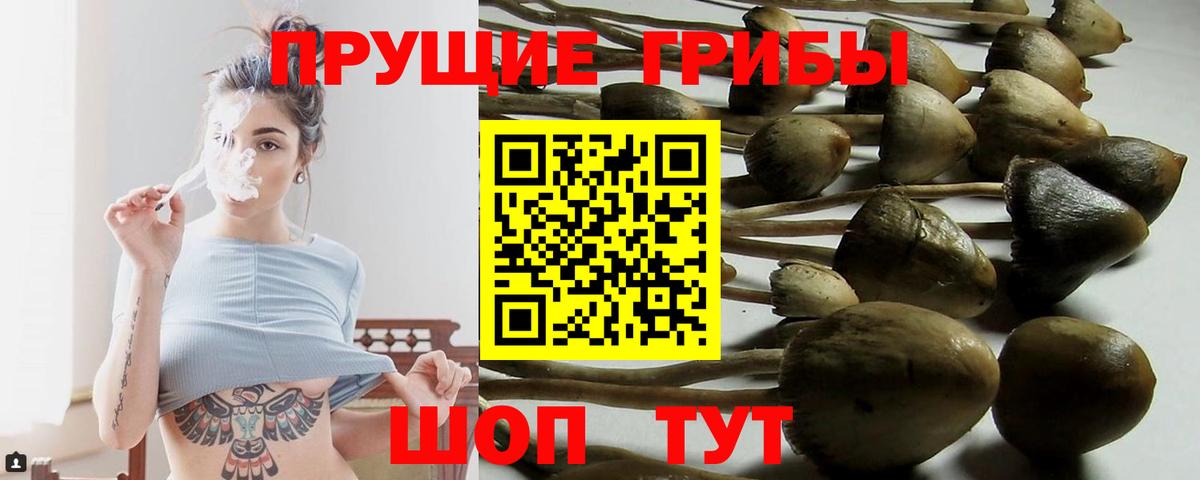 Шадринск  Галлюциногенные грибы мицелий  Вход с VPN  Псилоцибиновые грибы мицелий 